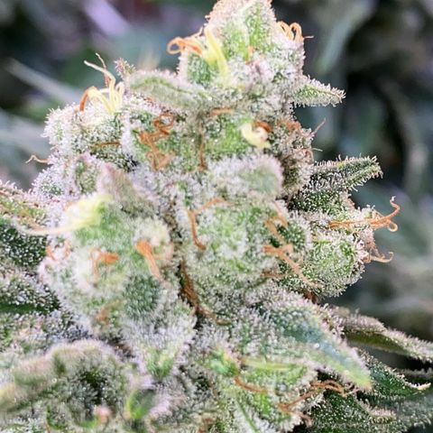 Master Kush growlog timeline photo