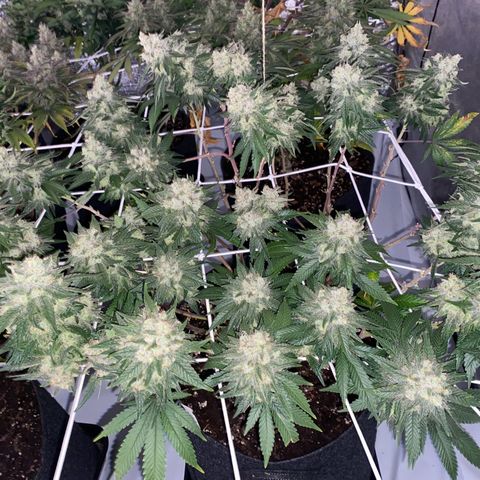 Master Kush growlog timeline photo