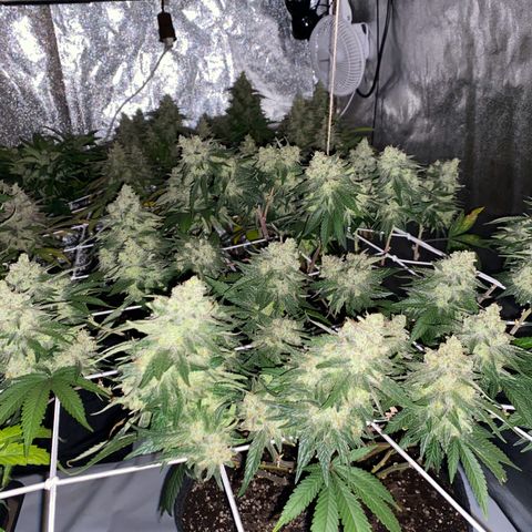 Master Kush growlog timeline photo