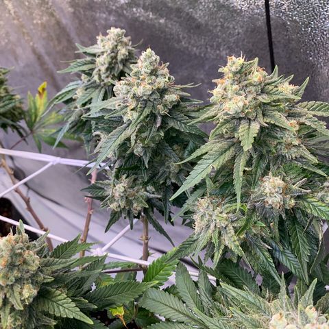 Master Kush growlog timeline photo