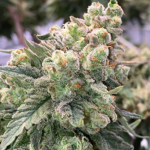 Master Kush growlog timeline photo