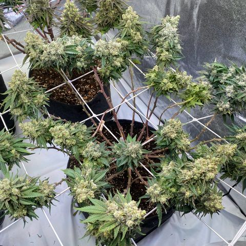 Master Kush growlog timeline photo