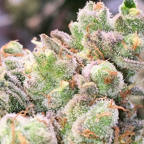 Master Kush growlog timeline photo