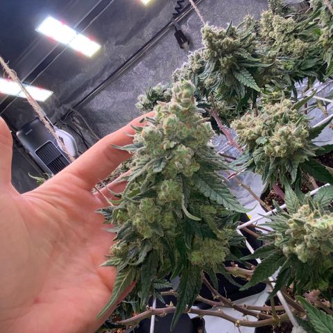 Master Kush growlog timeline photo