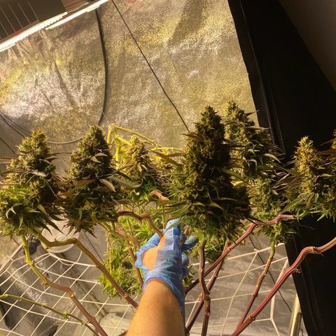Master Kush growlog timeline photo