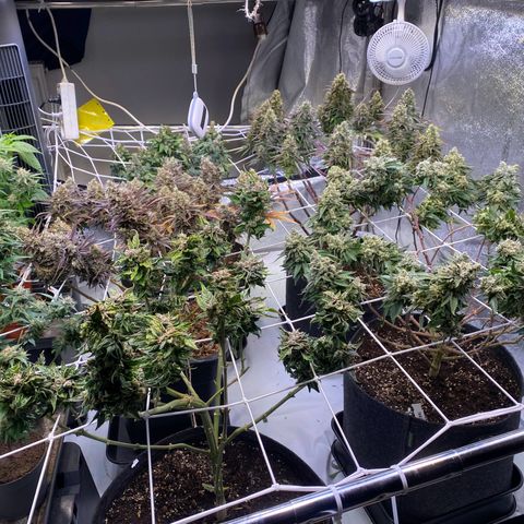 Master Kush growlog timeline photo