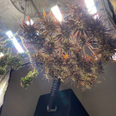 Master Kush growlog timeline photo