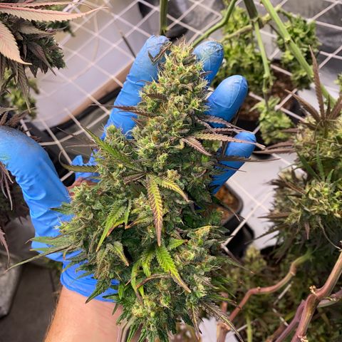 Master Kush growlog timeline photo