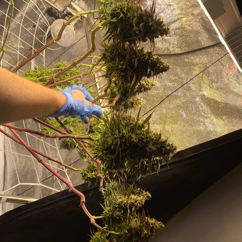 Master Kush growlog timeline photo