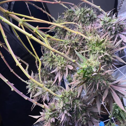 Master Kush growlog timeline photo