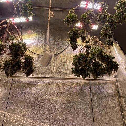 Master Kush growlog timeline photo