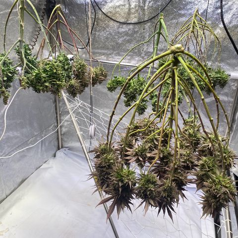 Master Kush growlog timeline photo