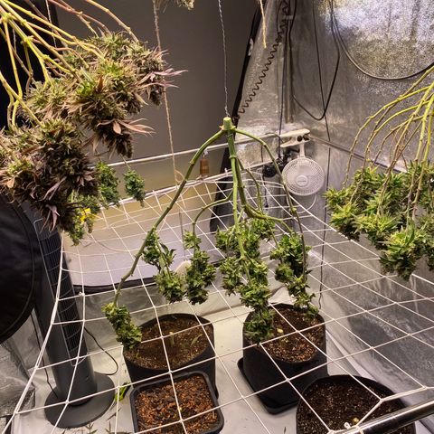 Master Kush growlog timeline photo