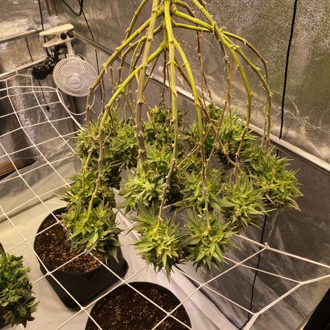 Master Kush growlog timeline photo
