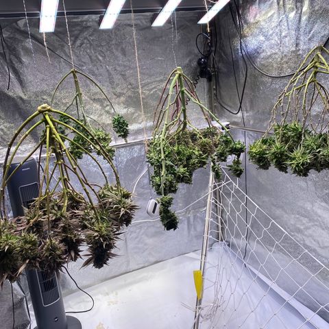 Master Kush growlog timeline photo