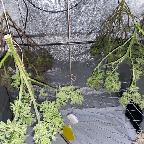 Master Kush growlog timeline photo