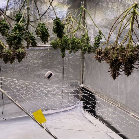 Master Kush growlog timeline photo