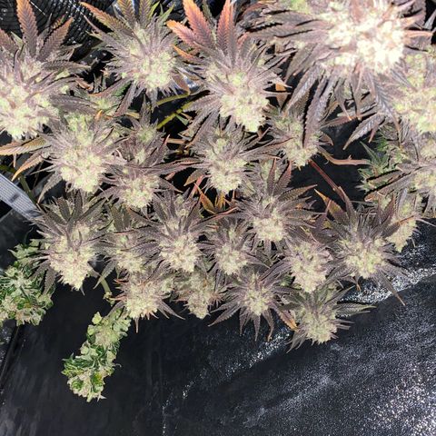 Master Kush growlog timeline photo