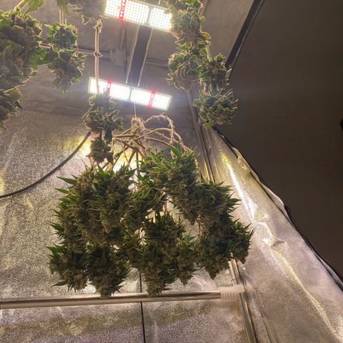 Master Kush growlog timeline photo