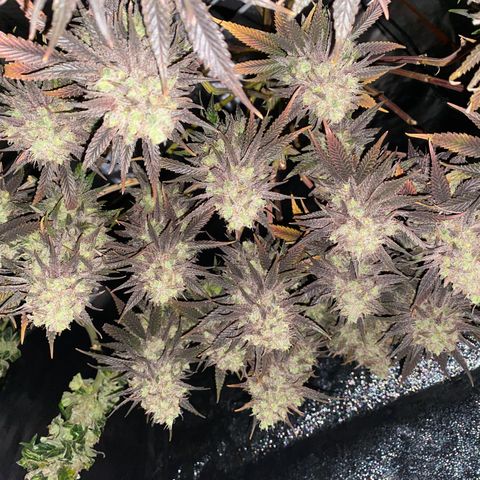Master Kush growlog timeline photo