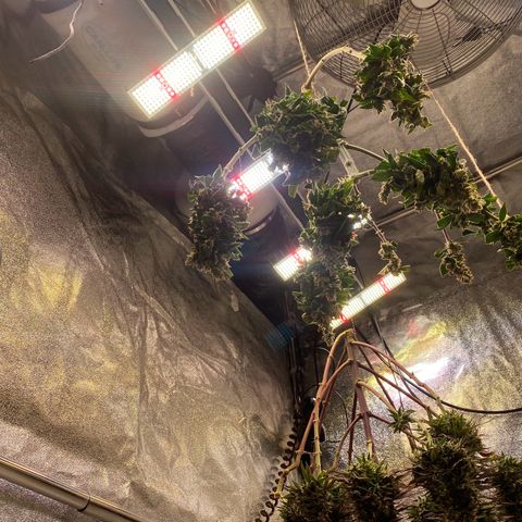 Master Kush growlog timeline photo