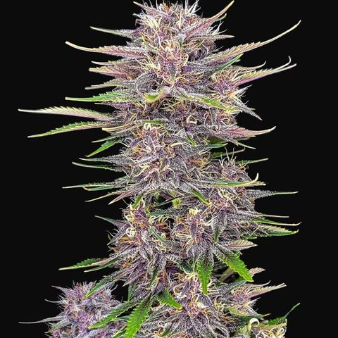 Banana Purple Punch Auto growlog timeline photo