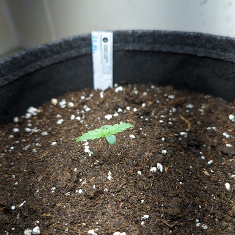 Banana Purple Punch Auto growlog timeline photo