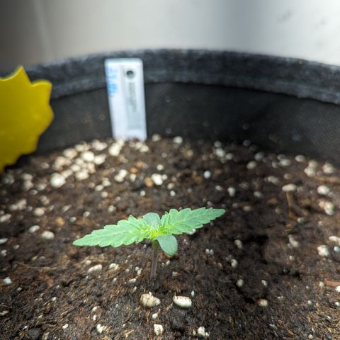 Banana Purple Punch Auto growlog timeline photo