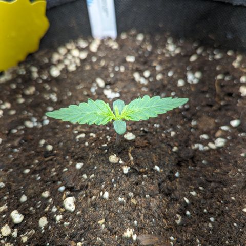 Banana Purple Punch Auto growlog photo: 2tes richtiges Blattpaar entwickelt sich  ...