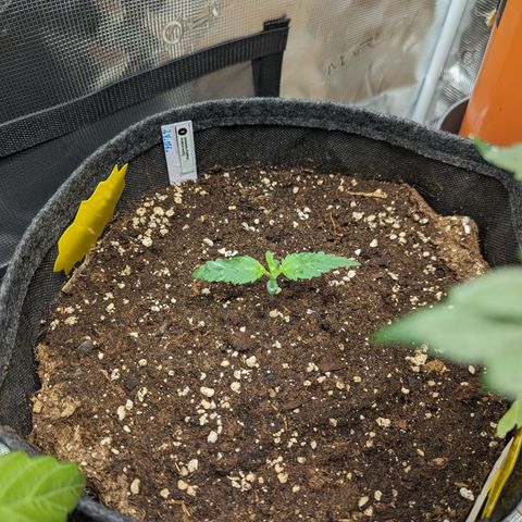 Banana Purple Punch Auto growlog timeline photo