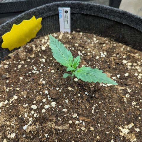 Banana Purple Punch Auto growlog timeline photo