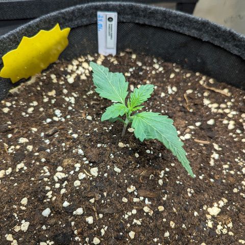 Banana Purple Punch Auto growlog timeline photo