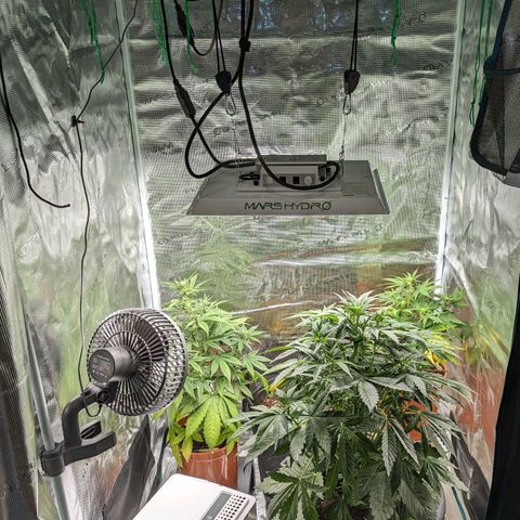 Banana Purple Punch Auto growlog photo: Gesamtaufnahme