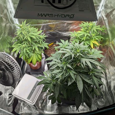 Banana Purple Punch Auto growlog photo: Gesamtaufnahme