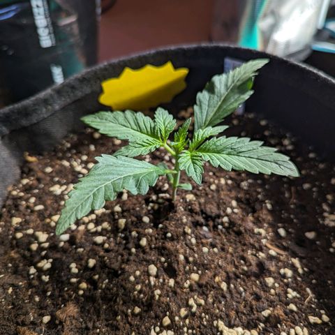 Banana Purple Punch Auto growlog timeline photo