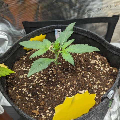 Banana Purple Punch Auto growlog photo: Die letzten Tage hat die richtig Gas gegeben.