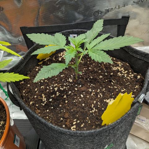 Banana Purple Punch Auto growlog timeline photo