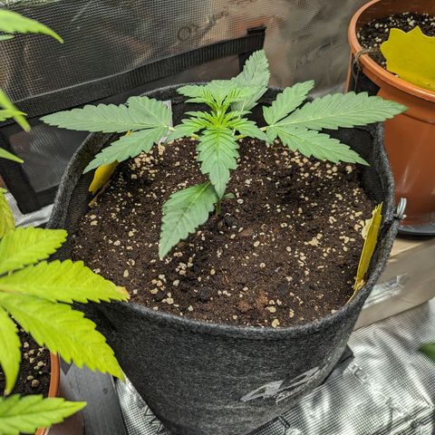 Banana Purple Punch Auto growlog timeline photo