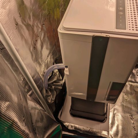 Banana Purple Punch Auto growlog photo: Luftentfeuchter an an 10l Reservoir angeschlossen per Schlauch...