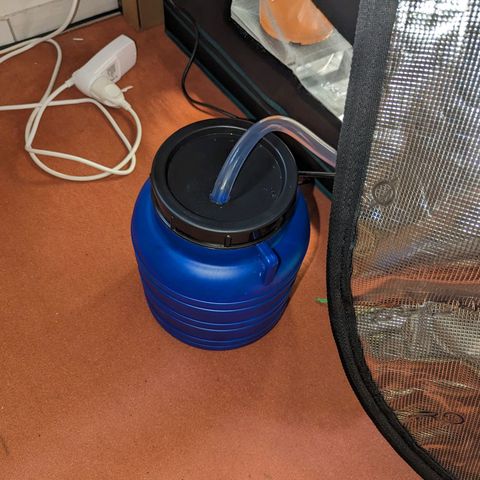 Banana Purple Punch Auto growlog photo: Luftentfeuchter an an 10l Reservoir angeschlossen per Schlauch...