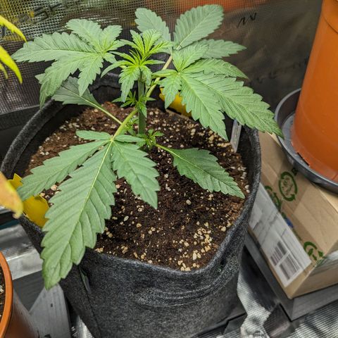Banana Purple Punch Auto growlog timeline photo