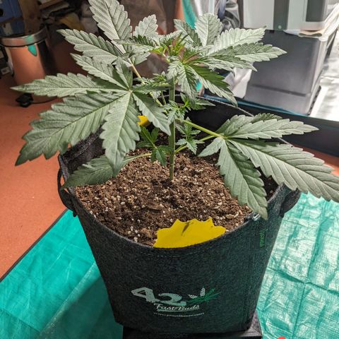 Banana Purple Punch Auto growlog timeline photo