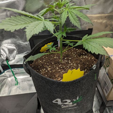 Banana Purple Punch Auto growlog timeline photo