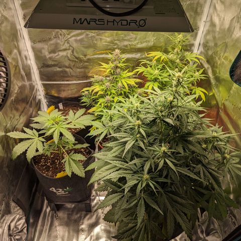 Banana Purple Punch Auto growlog photo: Gesamtübersicht ...