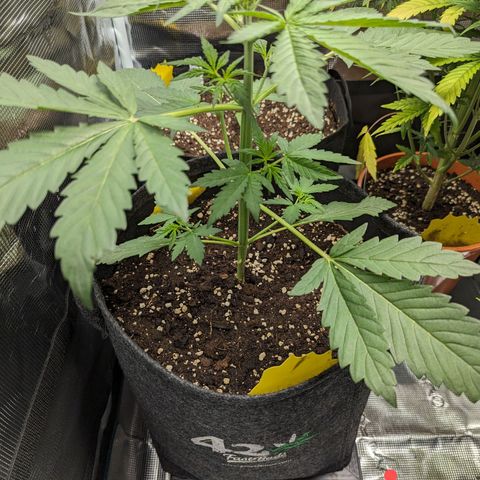 Banana Purple Punch Auto growlog timeline photo