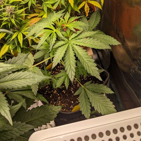 Banana Purple Punch Auto growlog timeline photo