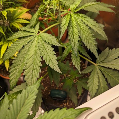 Banana Purple Punch Auto growlog timeline photo