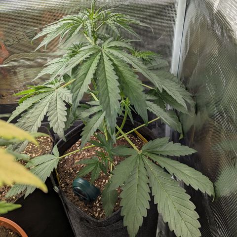 Banana Purple Punch Auto growlog timeline photo