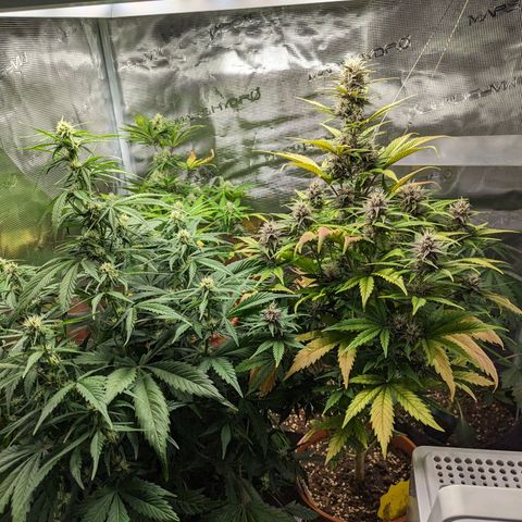 Banana Purple Punch Auto growlog timeline photo