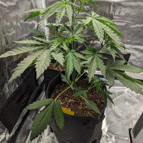 Banana Purple Punch Auto growlog photo: Bisschen LST gemacht an 2 Trieben..